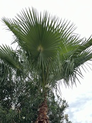 Washingtonia robusta