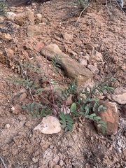 Astragalus ensiformis