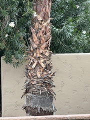 Washingtonia robusta