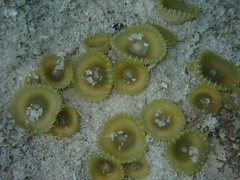 Palythoa grandiflora