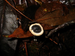 Blastosporella zonata