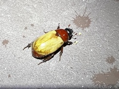 Cyclocephala melanocephala