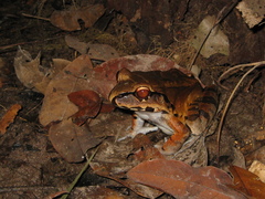 Leptodactylus knudseni