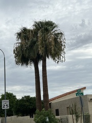 Washingtonia filifera
