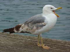 Larus michahellis