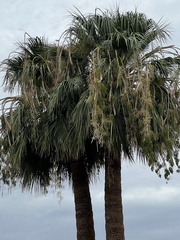 Washingtonia filifera