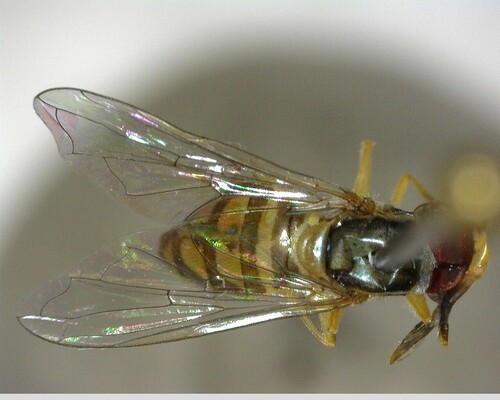 iNaturalist observation photo of Margined Calligrapher