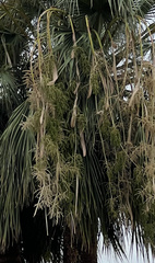 Washingtonia filifera