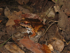 Leptodactylus knudseni