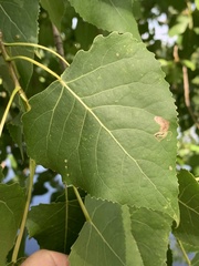 Stigmella populetorum