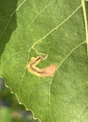 Stigmella populetorum