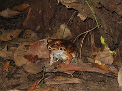 Leptodactylus knudseni