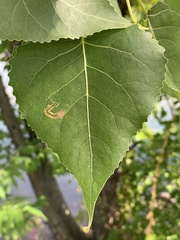 Stigmella populetorum