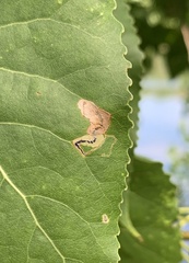 Stigmella populetorum