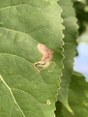 Stigmella populetorum