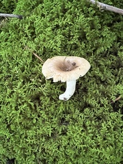 Russula amerorecondita