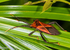 Ochrochira ferruginea