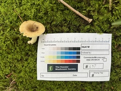 Russula amerorecondita