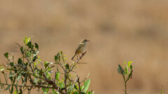 Cisticola chiniana