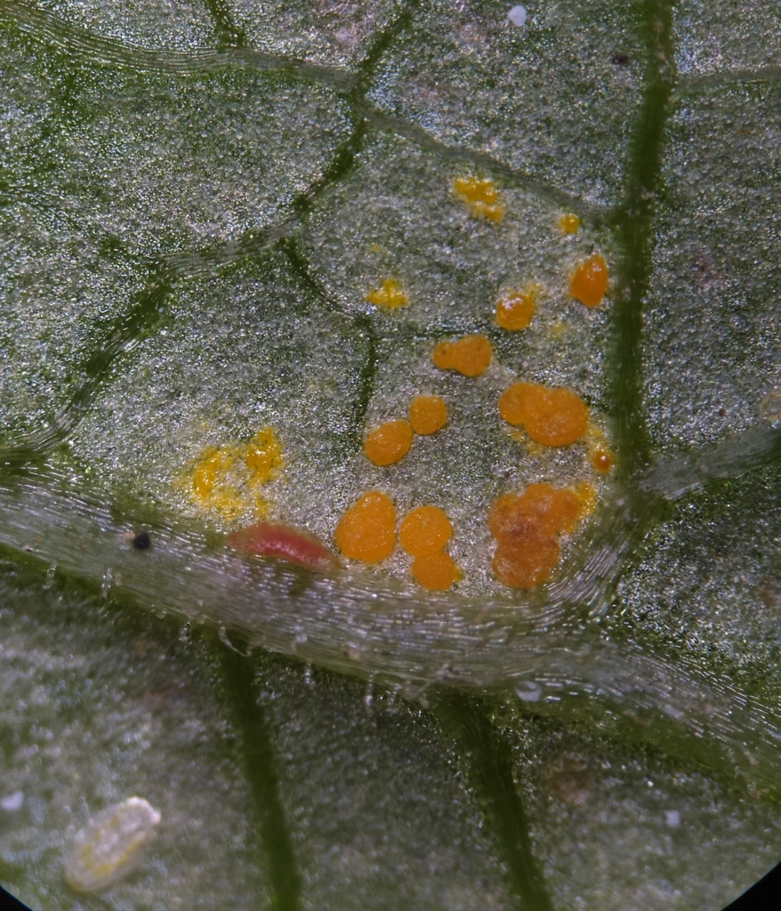 Coleosporium cacaliae
