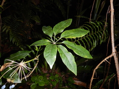 Mackinlaya macrosciadea