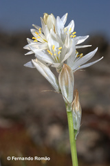 Ornithogalum concinnum
