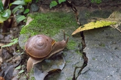 Hemiplecta distincta