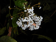 Mackinlaya macrosciadea