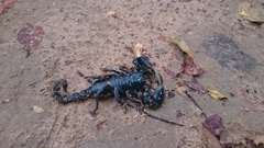 Heterometrus laoticus