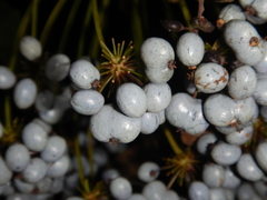 Mackinlaya macrosciadea