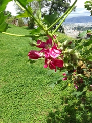Malva assurgentiflora