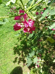 Malva assurgentiflora