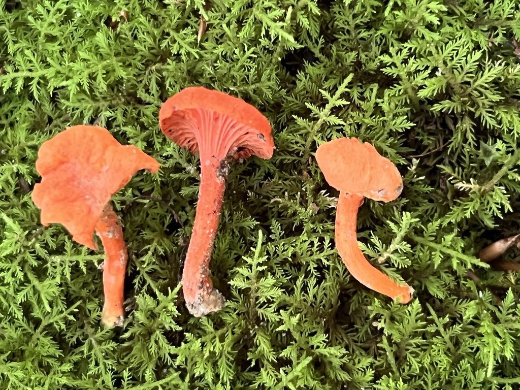 chanterelles in August 2022 by Brian Hunt. Same location as one