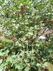 Malva assurgentiflora