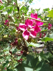 Malva assurgentiflora
