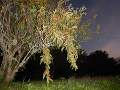 Dendrophthoe glabrescens