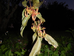 Dendrophthoe glabrescens
