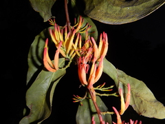 Dendrophthoe glabrescens