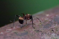 Polyrhachis bihamata