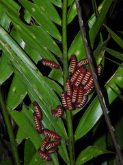Zamia encephalartoides