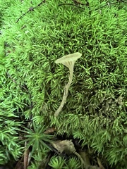 Hydropus praedecurrens