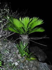 Zamia encephalartoides