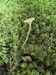 Hydropus praedecurrens