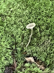 Hydropus praedecurrens