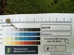 Hydropus praedecurrens