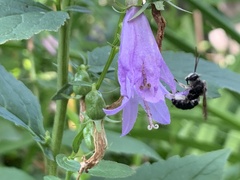 Melissodes bimaculatus