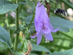 Melissodes bimaculatus