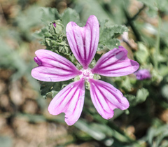 Malva sylvestris