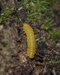 Synchroa punctata