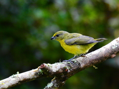 Euphonia concinna